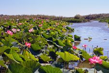 A Field Of Lotuses Stock Image A Field Of Lotuses Stock Image