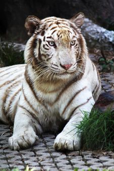 Tiger Close Up Royalty Free Stock Photography