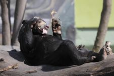 Sun Bear Stock Photos Sun Bear Stock Photos
