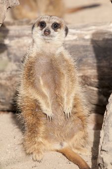 Suricate Or Mongoose Or Meerkat Royalty Free Stock Photos Suricate Or Mongoose Or Meerkat Royalty Free Stock Photos