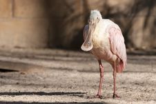 Roseate Spoonbill Stock Photography Roseate Spoonbill Stock Photography