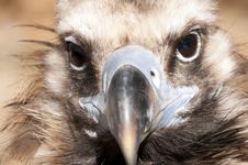 Griffon Vulture Portrait Stock Image Griffon Vulture Portrait Stock Image
