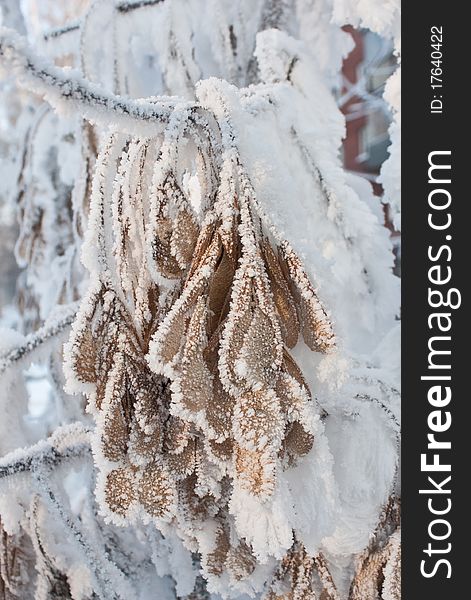 Branch covered with rime close. Branch covered with rime close