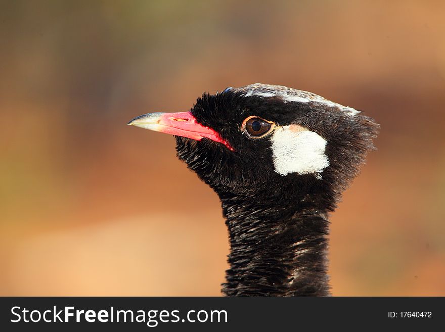 Northern Black Korhaan photographed in the kalahari