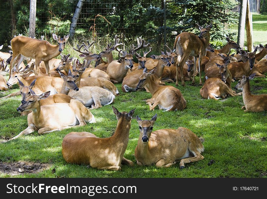 A Group of Deer Sitting on green Grass