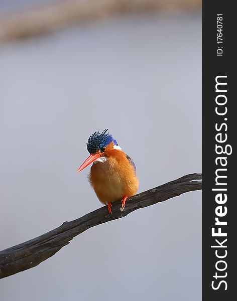 A colorful kingfisher sitting on a tree branch