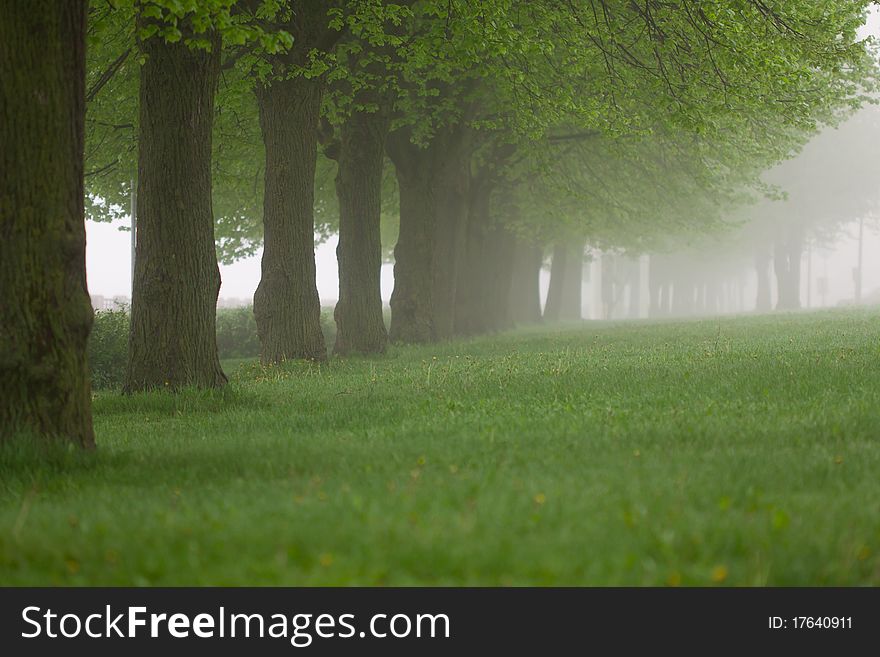 Park In The Fog