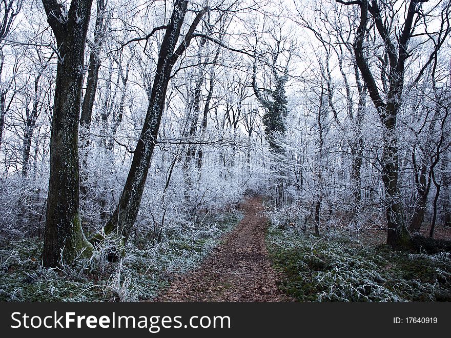 Forest Path In Winter