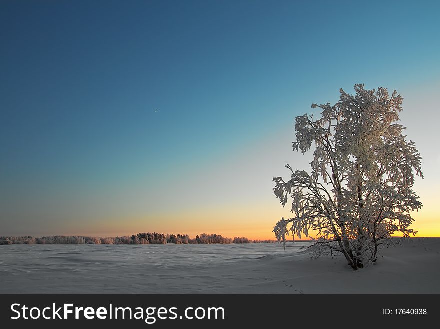 A tree covered with snow against the starry sky. A tree covered with snow against the starry sky
