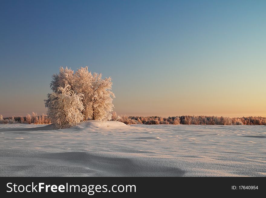 A tree covered with snow against the starry sky. A tree covered with snow against the starry sky