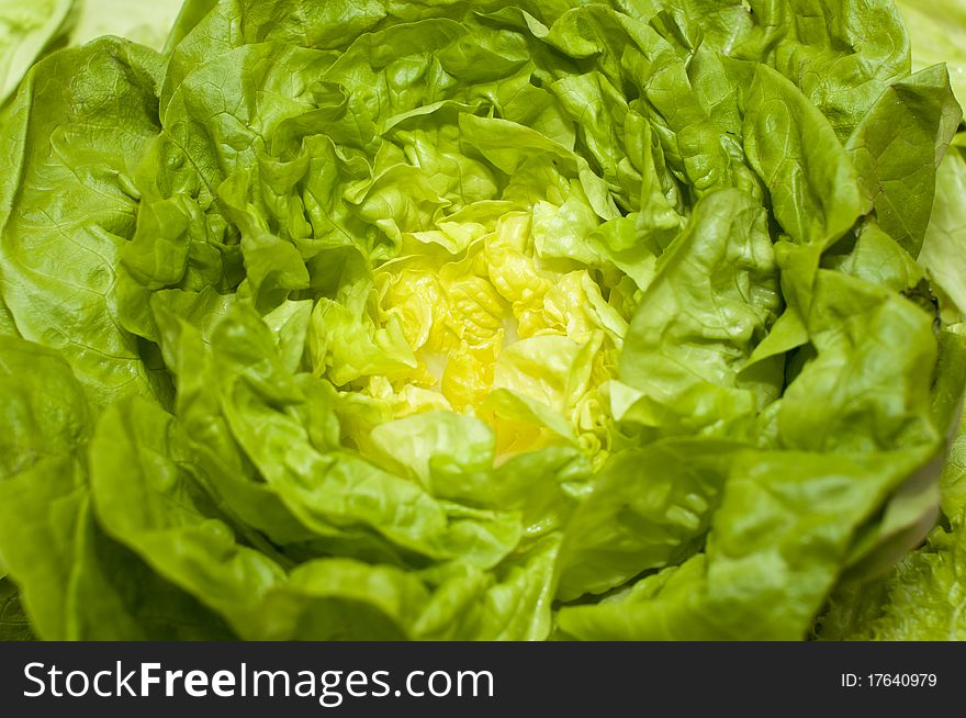 Bright background of fresh green lettuce leaves. Bright background of fresh green lettuce leaves