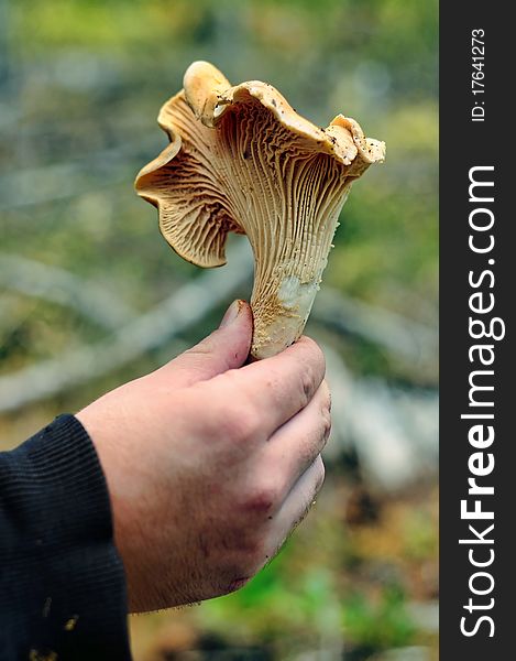 A closeup of a Cantharellus cibarius mushroom