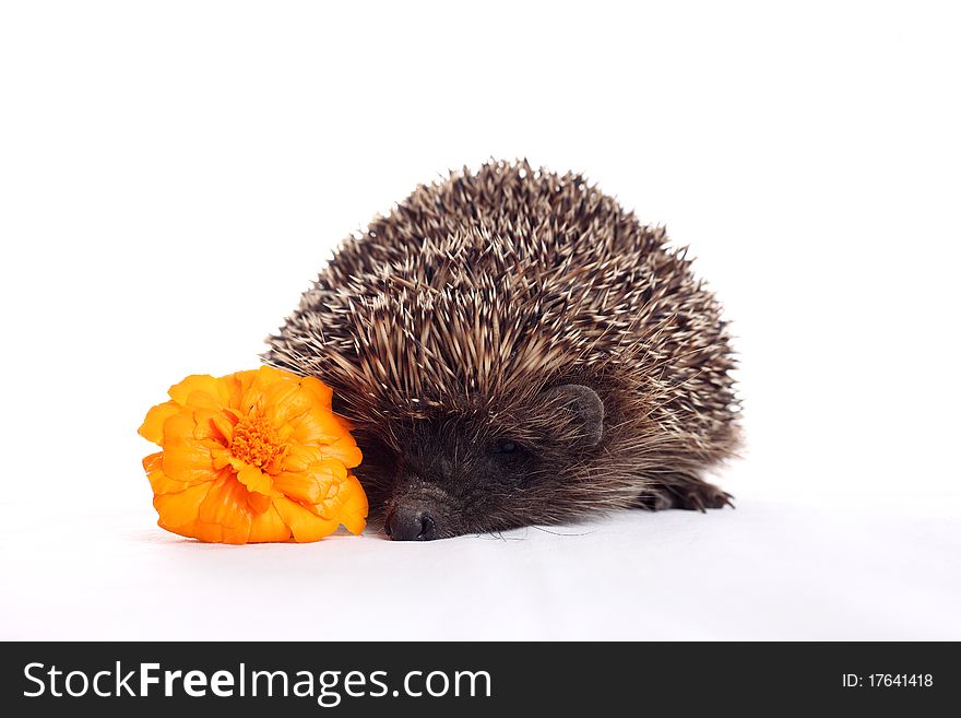 Hedgehog with an orange flower. Hedgehog with an orange flower