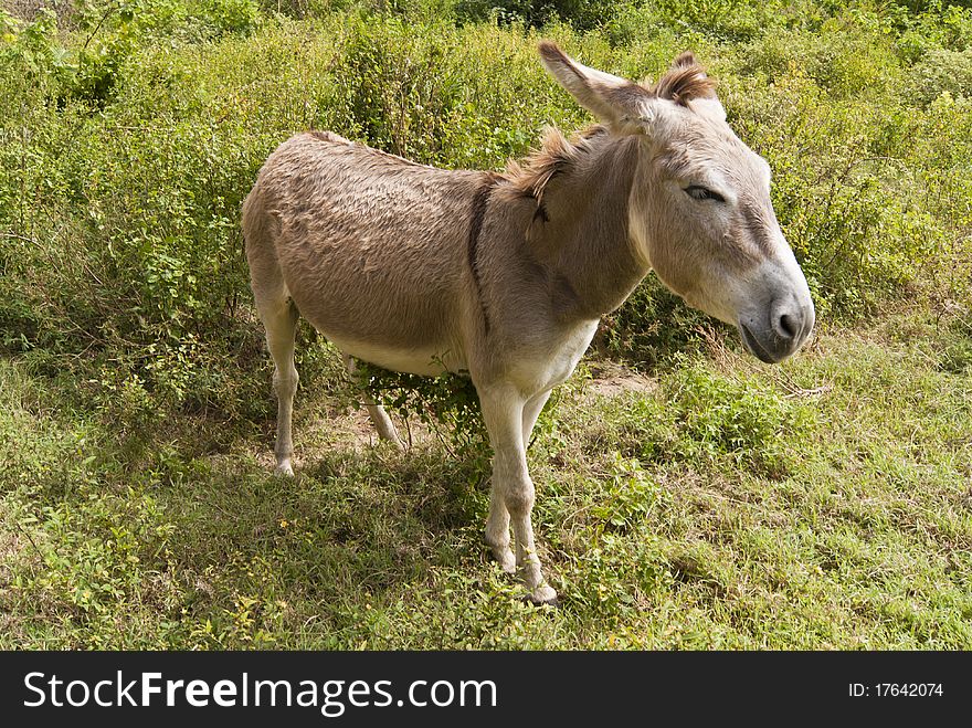 Tired donkey on the field