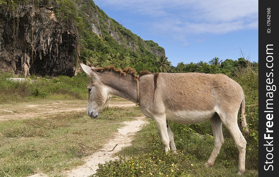 Tired donkey near road