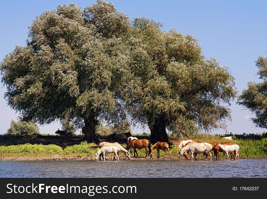 A large spreading tree growing on the riverbank. near grazing herd of horses. A large spreading tree growing on the riverbank. near grazing herd of horses