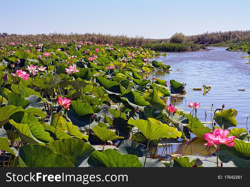 The images show the river, on the water surface are leaves and flowers blooming lotus. The images show the river, on the water surface are leaves and flowers blooming lotus
