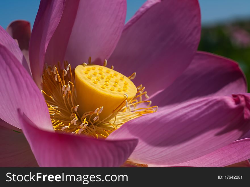 The images show the lotus flower, filmed in close-up