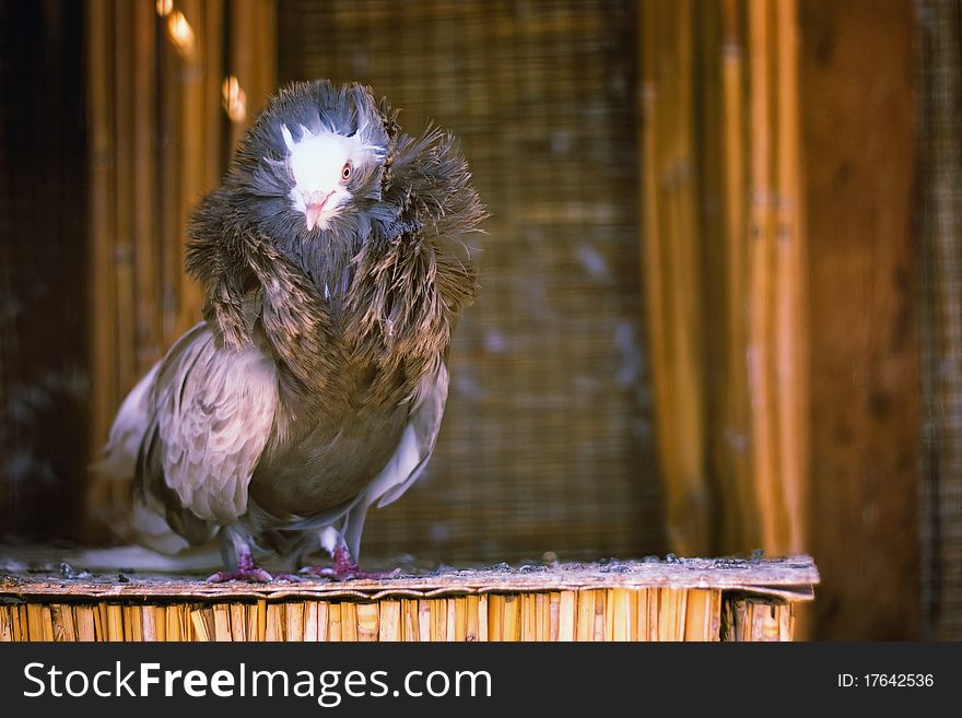 Blue feathered bird perched on a branch