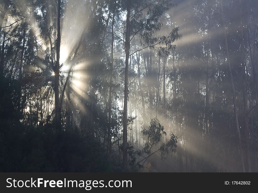 Sun streaming through the branches of eucalyptus. Sun streaming through the branches of eucalyptus