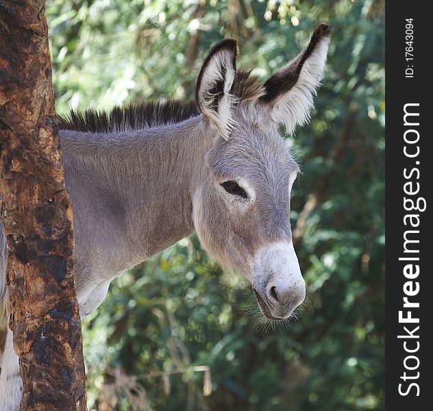 Portrait of a donkey which is standing behind a tree