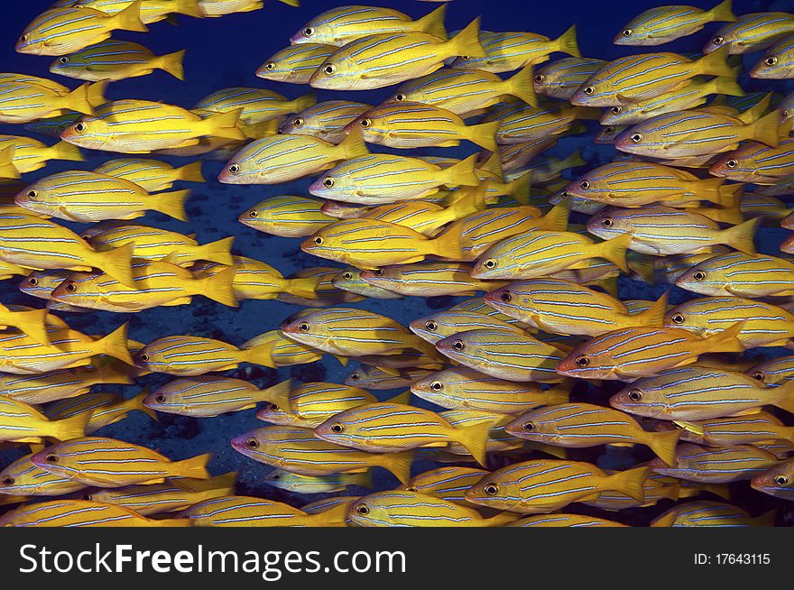 A close up of schooling blue striped snappers