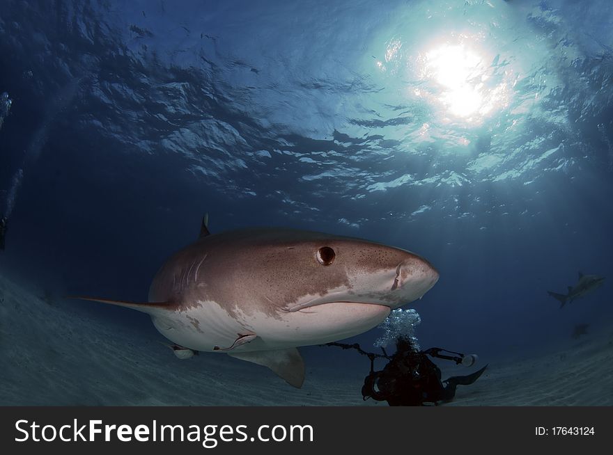 Tigers shark once feared are now being sought by divers for eco tours. Tigers shark once feared are now being sought by divers for eco tours