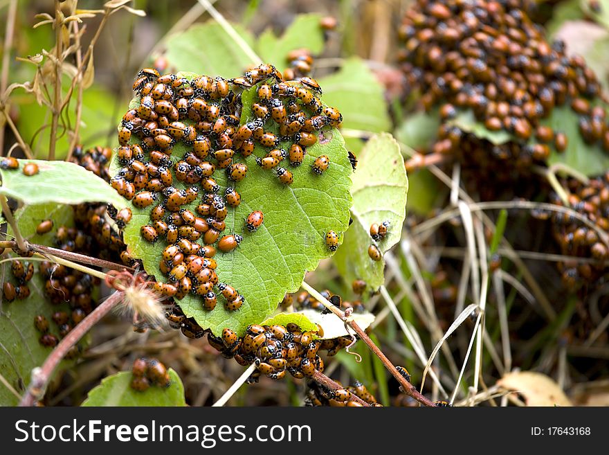 Ladybugs swarm on the forest floor. Ladybugs swarm on the forest floor.