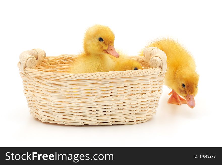 Young ducklings in a basket. Isolated on a white background.