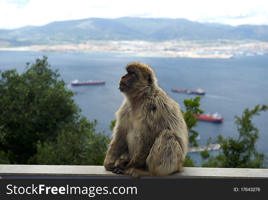 The last wild population of Barbary Macaque in Europe lives in Gibraltar's rock. The last wild population of Barbary Macaque in Europe lives in Gibraltar's rock