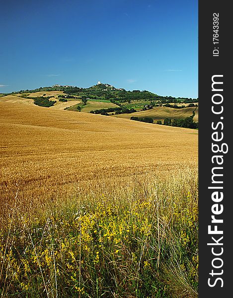 Wheat field and fortress of Castiglione d'Orcia. Wheat field and fortress of Castiglione d'Orcia