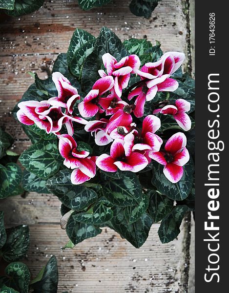 Beautiful cyclamen close up on abstract background