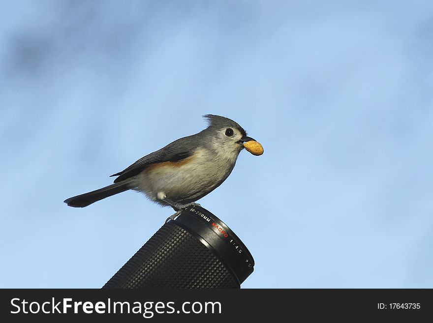 Tufted Titmousr perched on a camera lens with a nut in it's mouth. Tufted Titmousr perched on a camera lens with a nut in it's mouth.