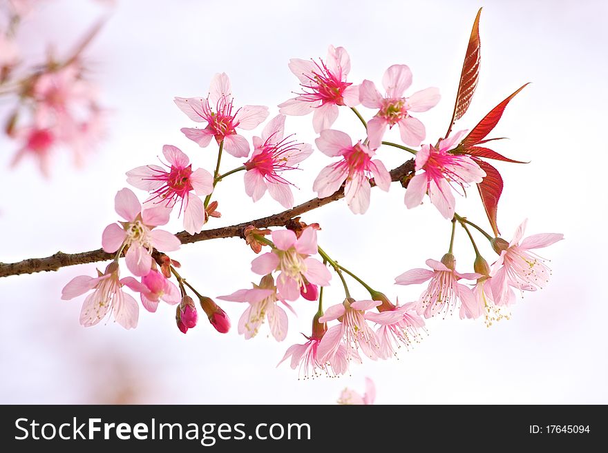 Thai Sakura in The North of Thailand