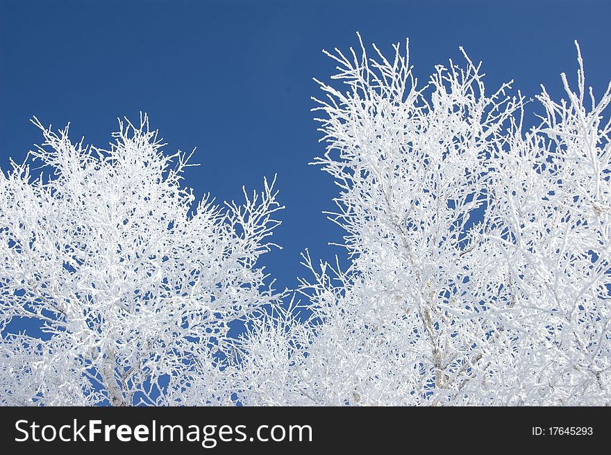 Snow covered branchs in winter. Snow covered branchs in winter