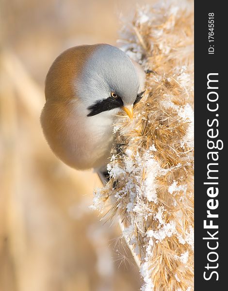 Bearded Tit, male - Reedling (Panurus biarmicus) on the reed