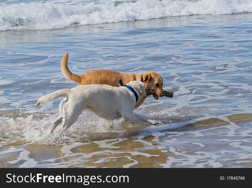 Two Labradors Playing With A Stick At The Beach