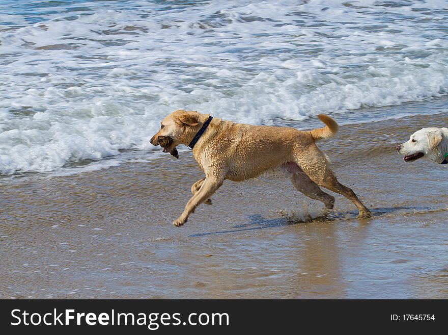 Two young labradors playing in the sea water together. Two young labradors playing in the sea water together.