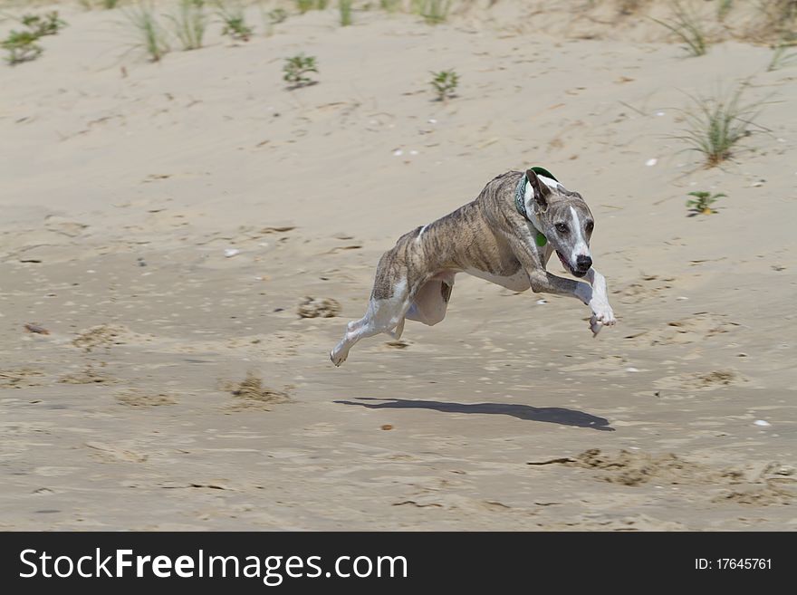 Whippet Racing In The Sand