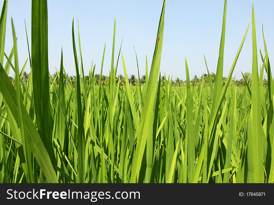 Grown green paddy field, rice in Thailand