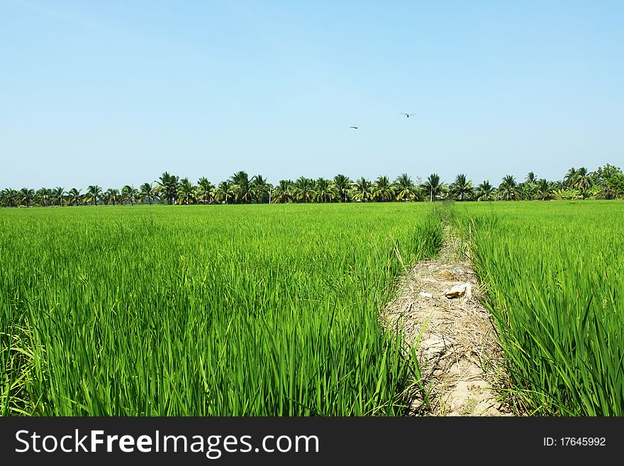 Paddy field, rice