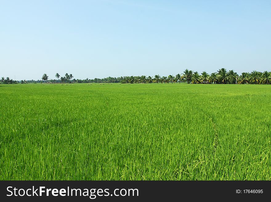 Grown green paddy field, rice in Thailand