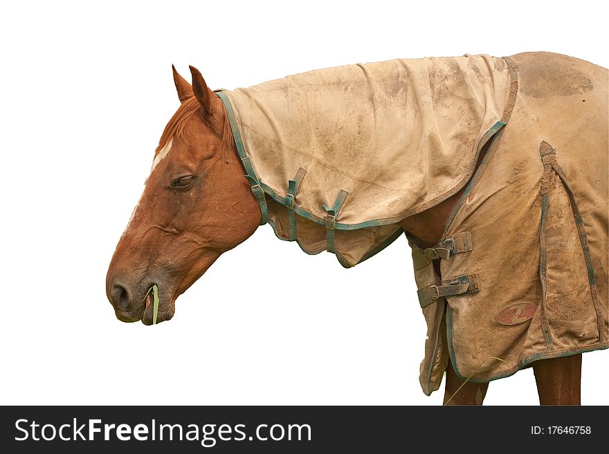 Horse on a farm with a white background. Horse on a farm with a white background