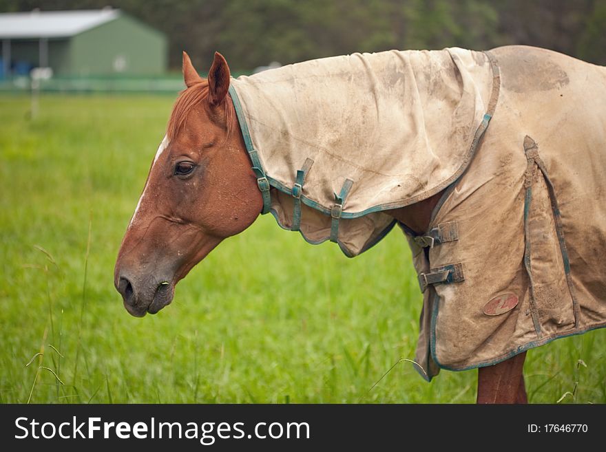 Horse eating grass on a farm. Horse eating grass on a farm.