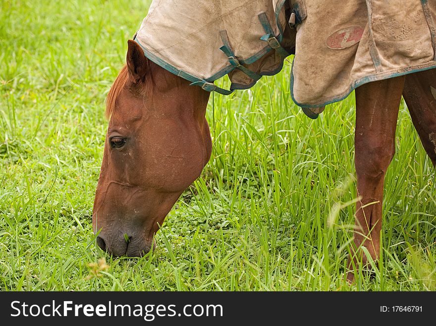 Brown horse eating grass on the farm