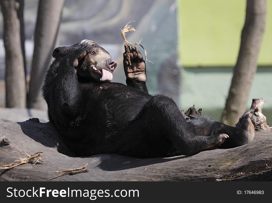 The Sun Bear (Helarctos malayanus) is licking its fur.