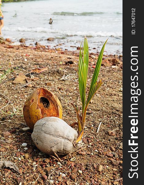 Coconut sprout on the beach, used to background