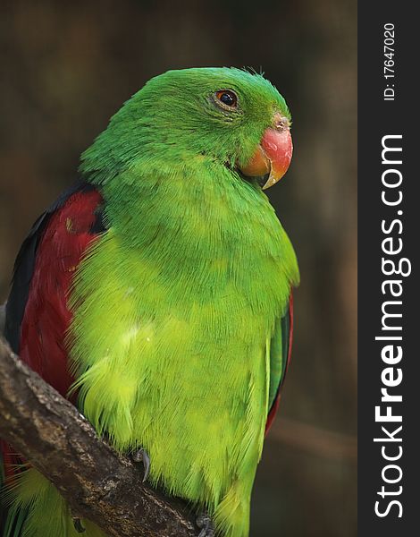 The red-winged parrot (Aprosmictus erythropterus), is a parrot native to Australia and Papua New Guinea.