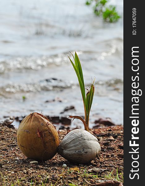 Coconut sprout on the beach