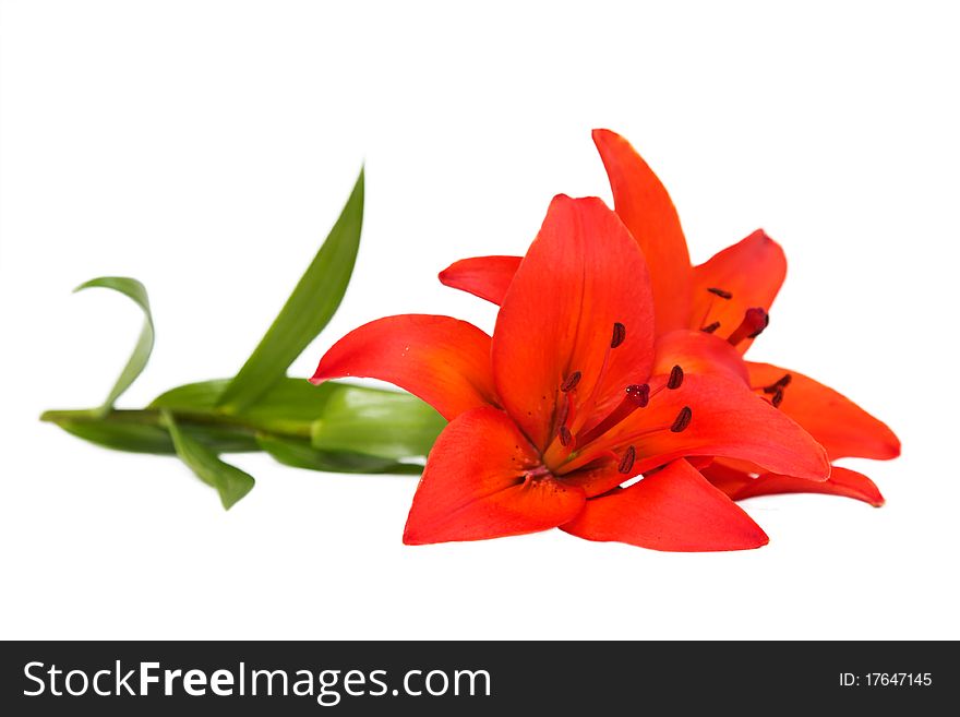 Two pretty Christmas lilies isolated on white background.